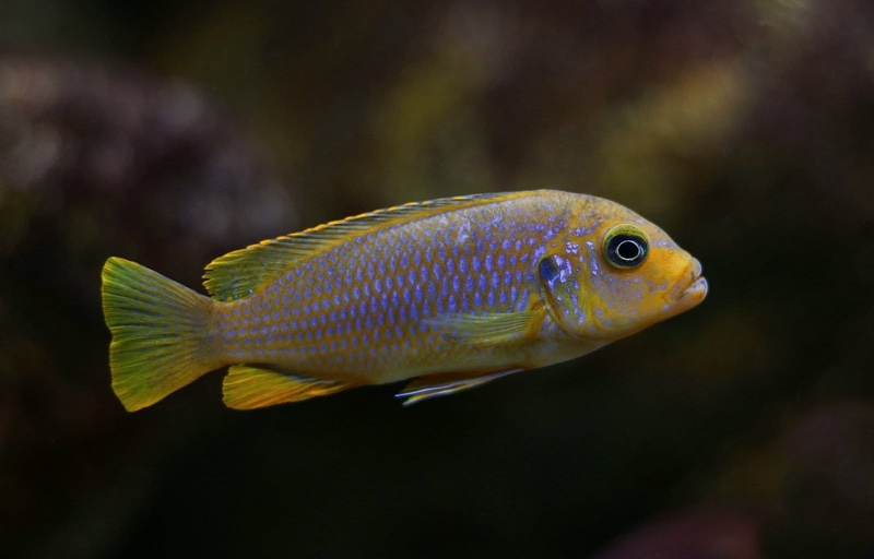 Maylandia sp. 'msobo heteropictus' Thumbi Point